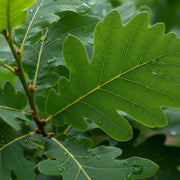4ft English Oak Tree | Quercus Robur | Bare Root | 2 Years Old